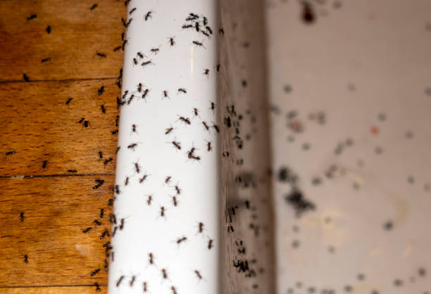 Best Wasp Removal Services  in Fairborn, OH