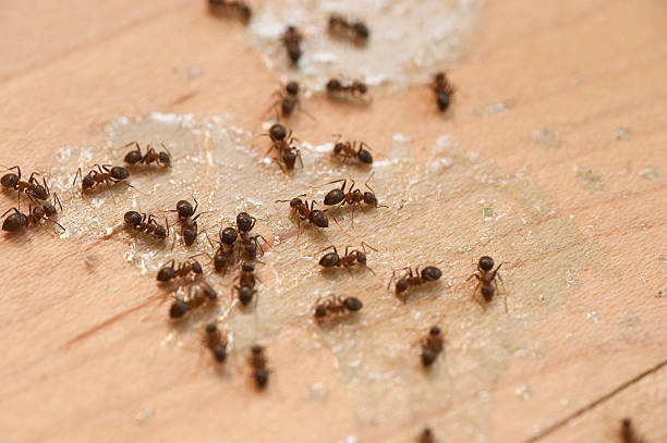 Best Pest Control Near Me  in Fairborn, OH